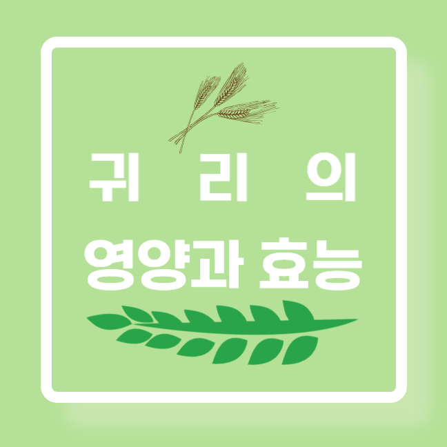  귀리의 영양과 효능 부작용 갱년기 완화에 추천하는 이유