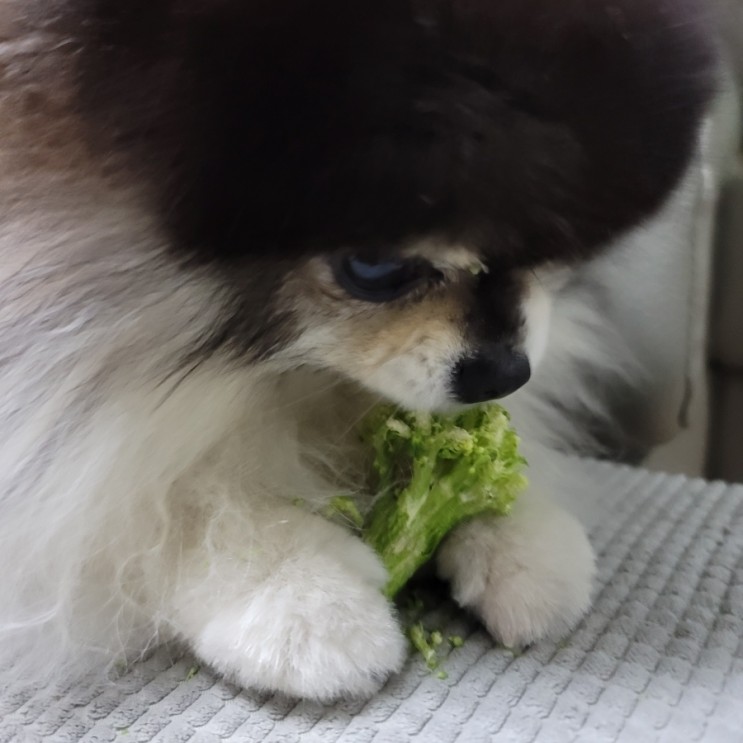 강아지 브로콜리 눈에 좋은 음식 먹어도 되는 야채