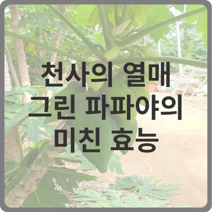  그린 파파야의 미친 효능과 다양한 레시피