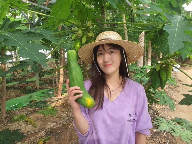  [판매] 국내산 생 그린파파야 Green Papaya Somtam 특품 5kg 10kg