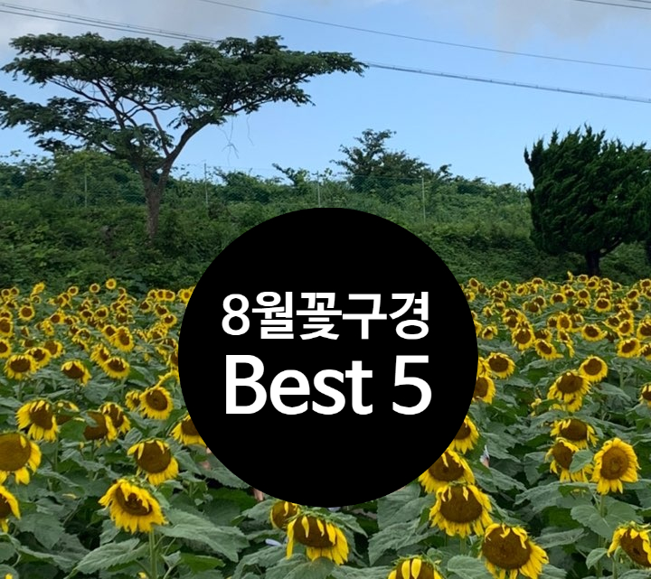  8월 꽃 구경 Best 5