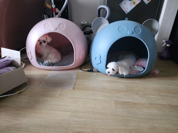  지구방위대 와리 & 흰돌이 집에서 쉬는 타임~~~