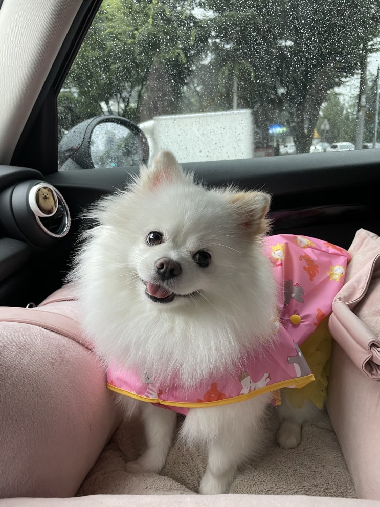 강아지 비옷 비오는날 산책해도 될까요?