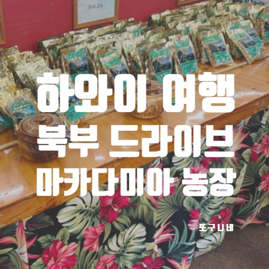  미국 하와이 여행 마카다미아 농장 (오하우 북부 드라이브, 쿠알로아랜치)