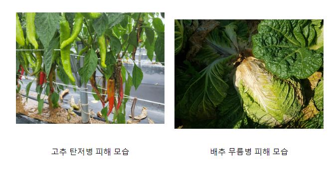 무더위 대응 ‘노지채소’ 병해충, 생육 관리 철저히 무더위 대응 ‘노지채소’ 병해충, 생육 관리 철저히