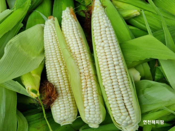  연천 미백찰옥수수 수확 택배발송 . 직거래배달