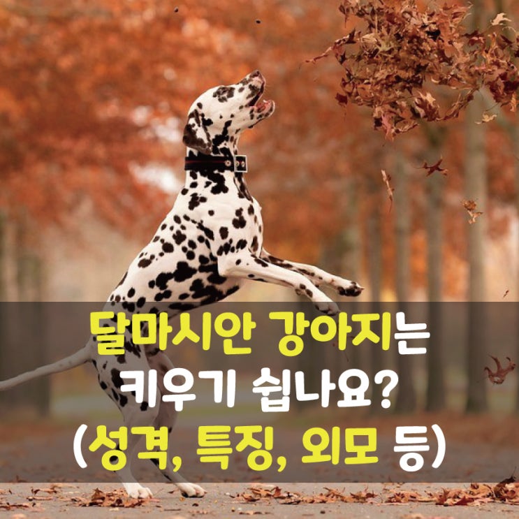 달마시안 강아지 특징 성격 정보 등, 101마리의 애니메이션 주인공