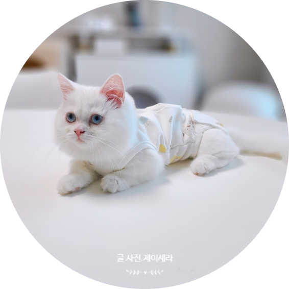 중성화수술 앞두고 있는 냥이에 바비룽가 고양이 환묘복 실 사용기