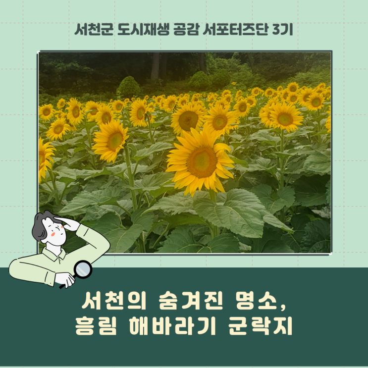  [서포터즈] 서천의 숨겨진 명소, 흥림 해바라기 군락지!!