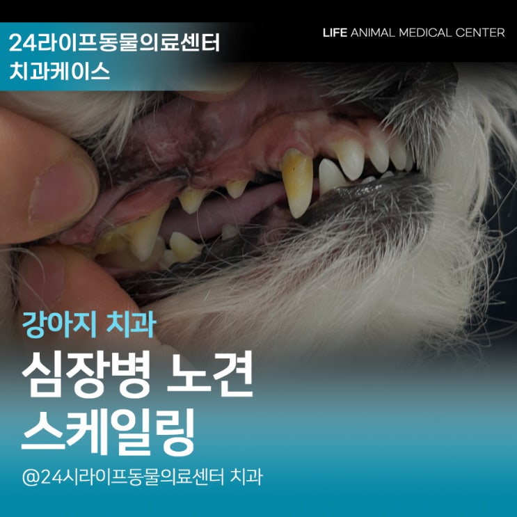 대구 강아지 스케일링 / 심장병 노견 마취와 강아지스케일링 꼼꼼하고 안전하게 대구 강아지 스케일링 / 심장병 노견 마취와 강아지스케일링 꼼꼼하고 안전하게