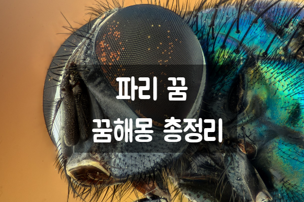 파리 꿈 꿈해몽 총정리!