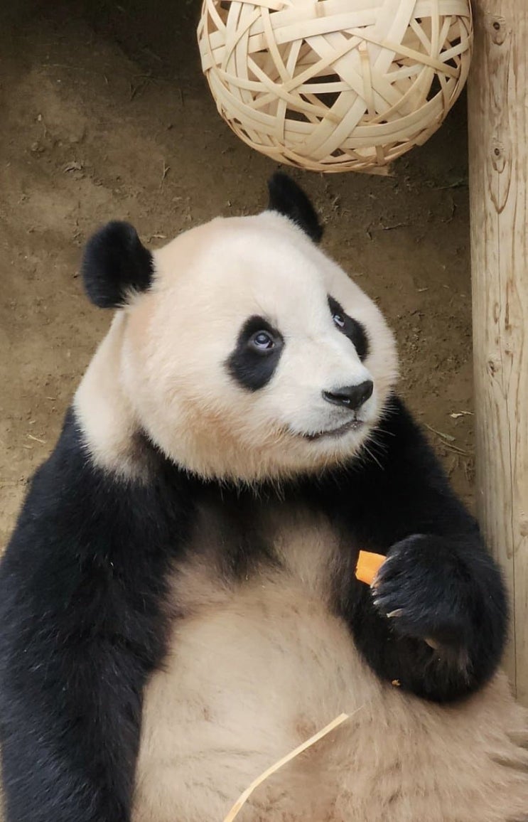  [벼루일기] 푸바오 만나고 애버랜드 뿌시고 온 뿌딩이