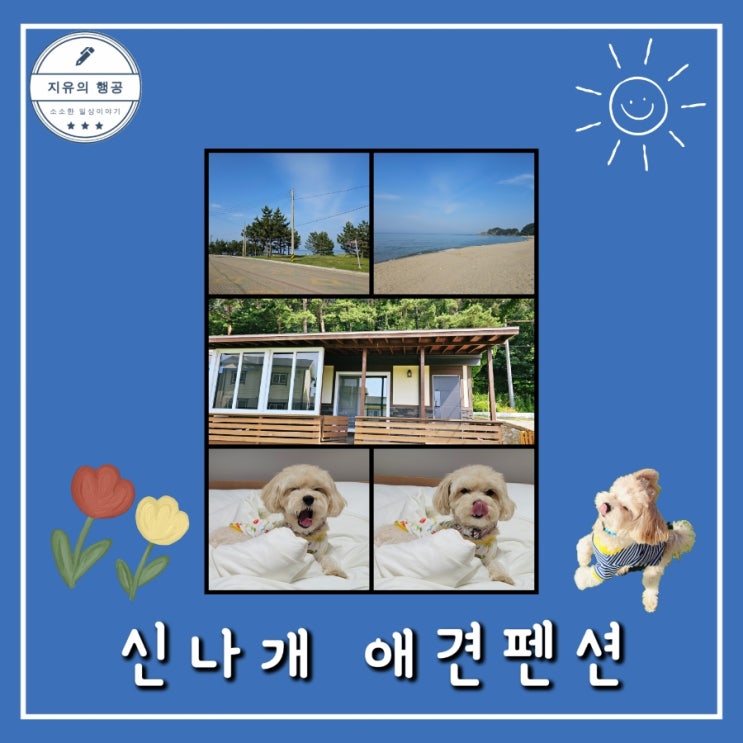  신나개 애견펜션 201호ㅣ강원도 삼척 애견동반 여행 내돈내산