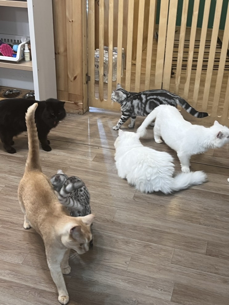 [서울/강남 집사의하루] 강남역 고양이 카페 집사의하루 야옹이들 만나고 온 후기