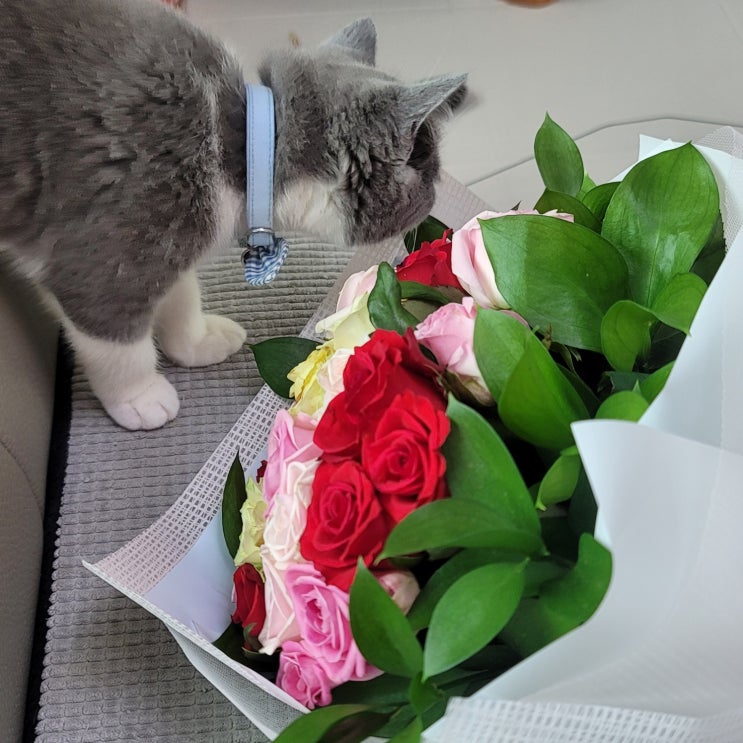 고양이 해로운 꽃 식물 카네이션 튤립, 장미는?