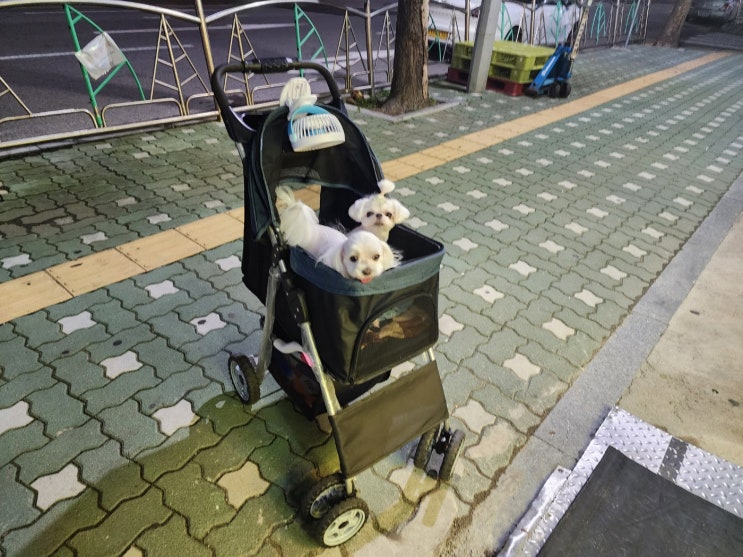  여즘 날씨가 너무 더버여 ㅠㅠ 지구방위대 피곤 피곤 ㅎㅎ