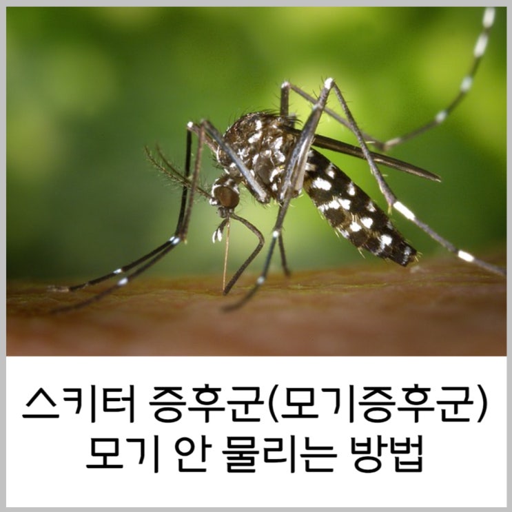  모기증후군, 모기 물렸을 때 알레르기 증상 스키터 증후군 대처법, 모기안물리는 방법