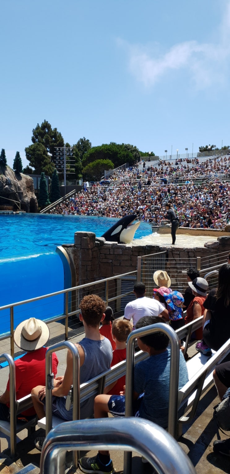  [샌디에고 씨월드] 넘버원 범고래쇼(Orca Show)