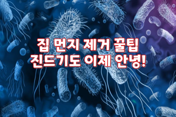  집 먼지 제거 꿀팁 진드기도 이제 안녕! 청소전문가 크린리더가 알려드리는 시간!