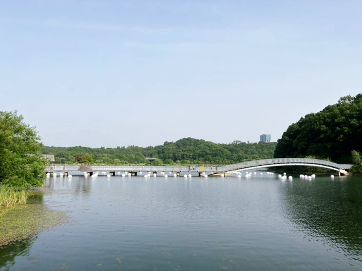  광교호수공원 신대호수 산책! 향긋한 꽃섬 원형데크 안개분수 구경하고 정다운다리 건너보기