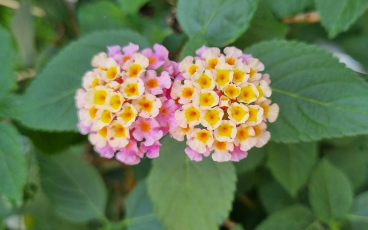  란타나 꽃말