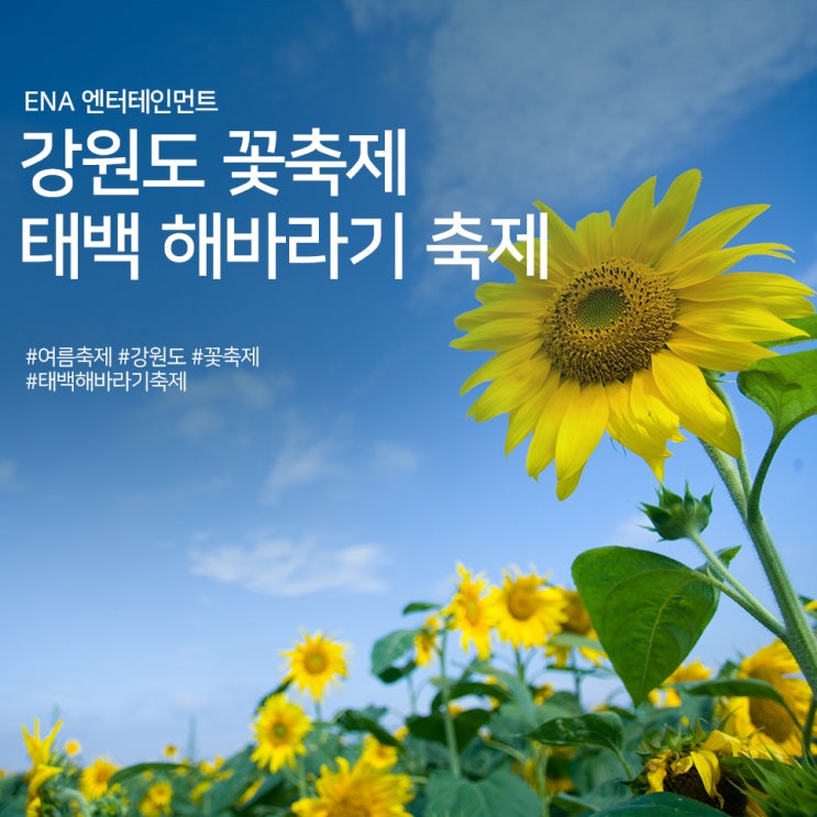  강원도 꽃축제 : 태백 해바라기 축제 정보