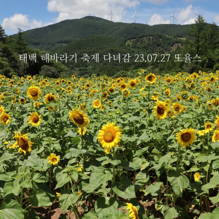  태백 해바라기 축제를 혼자 다녀오다