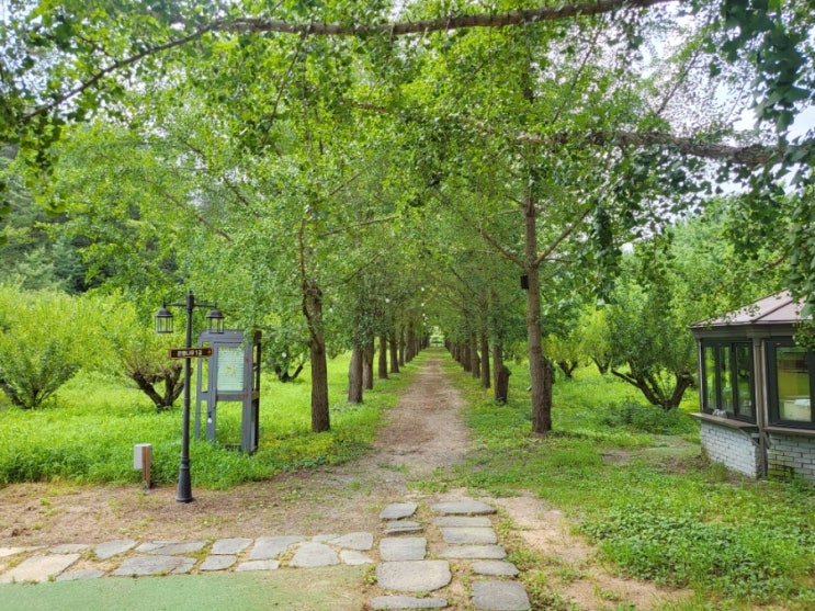  나주 남평 카페 나주 은행나무 수목원 GGT POT