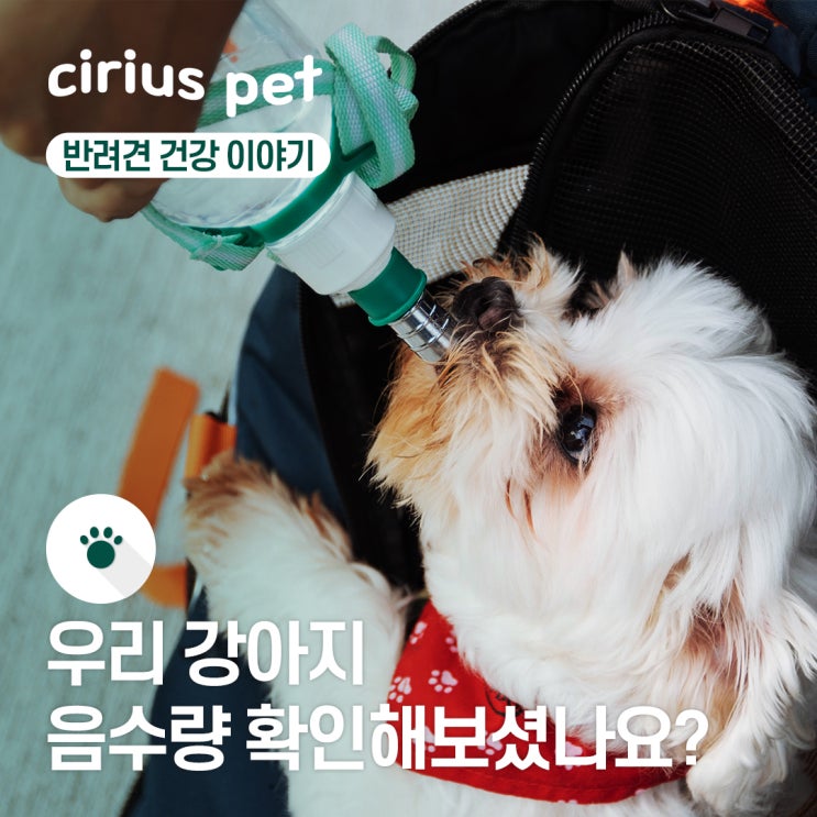  더운 여름, 탈수 막는 강아지 음수량 계산하기!