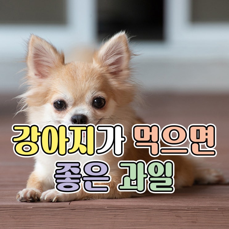 강아지가 먹으면 좋은 과일