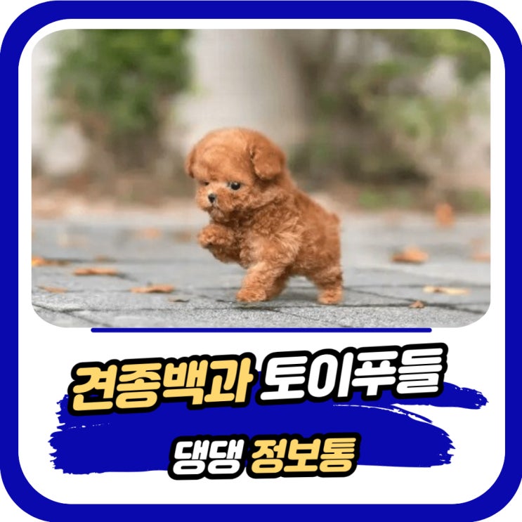  토이푸들 기본정보 포토 평균수명 성격 특징