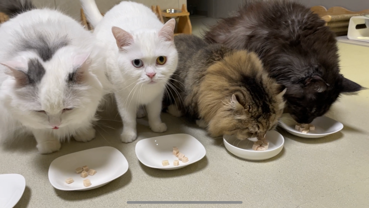 다다묘묘 고양이 치킨 트릿 500g 대용량 간식 구매후기(ft. 5묘)