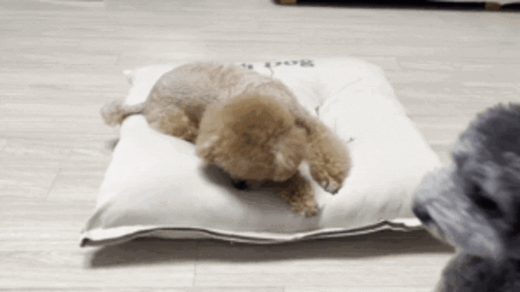  강아지 분리불안 해소할 수 있는 방석이 있다고?!