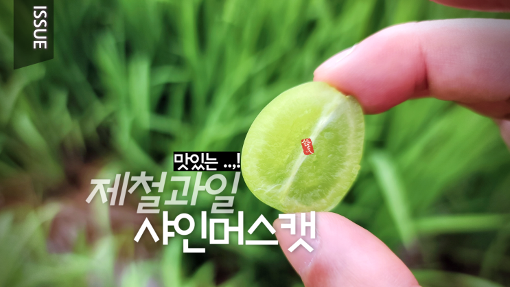  샤인머스캣 당도 Brix 브릭스 측정기 _ 어떻게 측정 할까?맛있는 제철과일 _ 튼튼파머