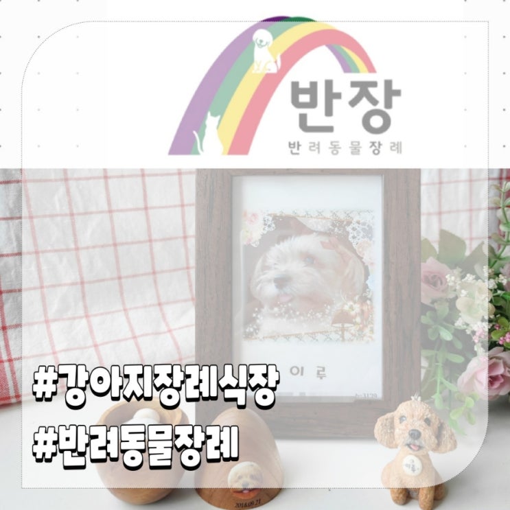 반려동물장례비용 고양이 강아지장례식장 준비 반장