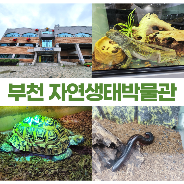 부천 자연생태박물관 파충류 양서류 곤충 구경 부천 자연생태박물관 파충류 양서류 곤충 구경