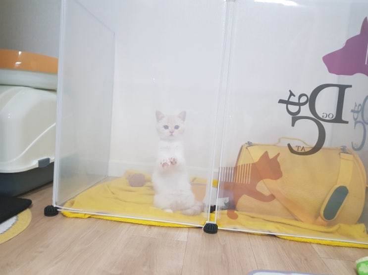  나의 첫번째 두번째 고양이 일기,