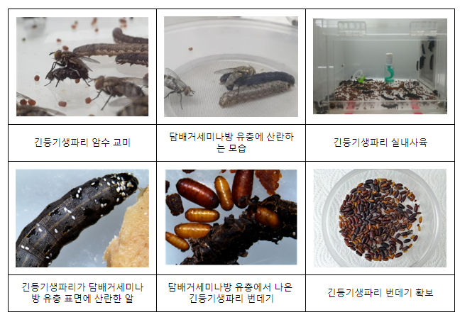 파밤나방 등 노지 콩 나방류 방제에 천적 쓴다 파밤나방 등 노지 콩 나방류 방제에 천적 쓴다