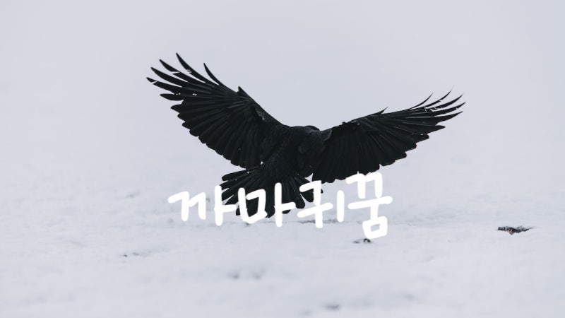 까마귀꿈 까마귀잡는꿈 까마귀죽이는꿈 까마귀떼꿈 큰까마귀꿈해몽