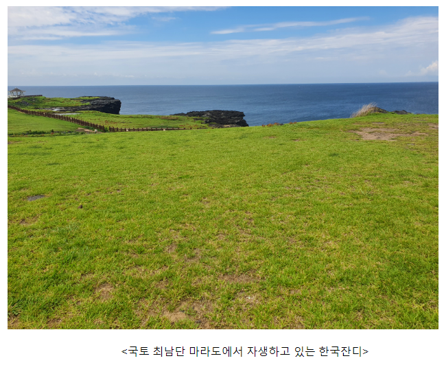 우리나라 국토 최남단에서 한국잔디 4종 자생지 발견 우리나라 국토 최남단에서 한국잔디 4종 자생지 발견