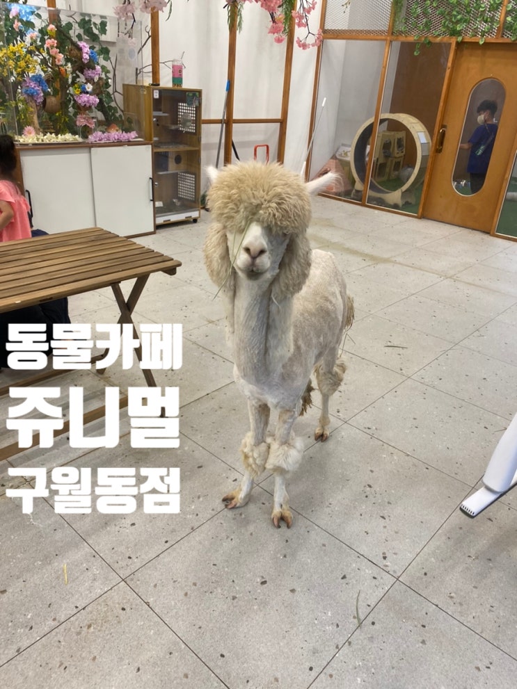  구월동 동물카페 쥬니멀 아이와 가볼만한곳 추천
