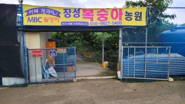  장성복숭아 복숭아제철 복숭아청 차돌복숭아 복숭아품종 오메전라도