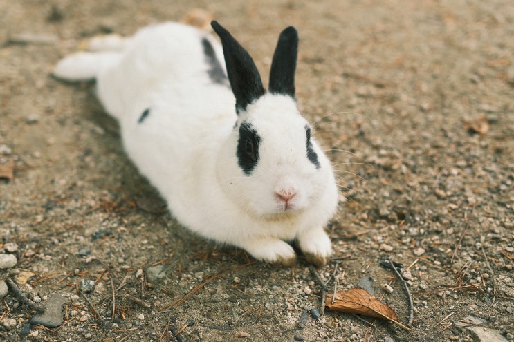 대구 앞산공원 고산골 공룡공원