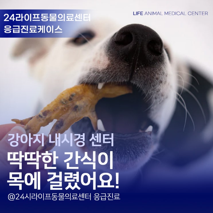 대구 강아지 응급 내시경 : 강아지 뼈간식 먹고 목에 걸렸을 때 강아지 뼈간식 주의사항