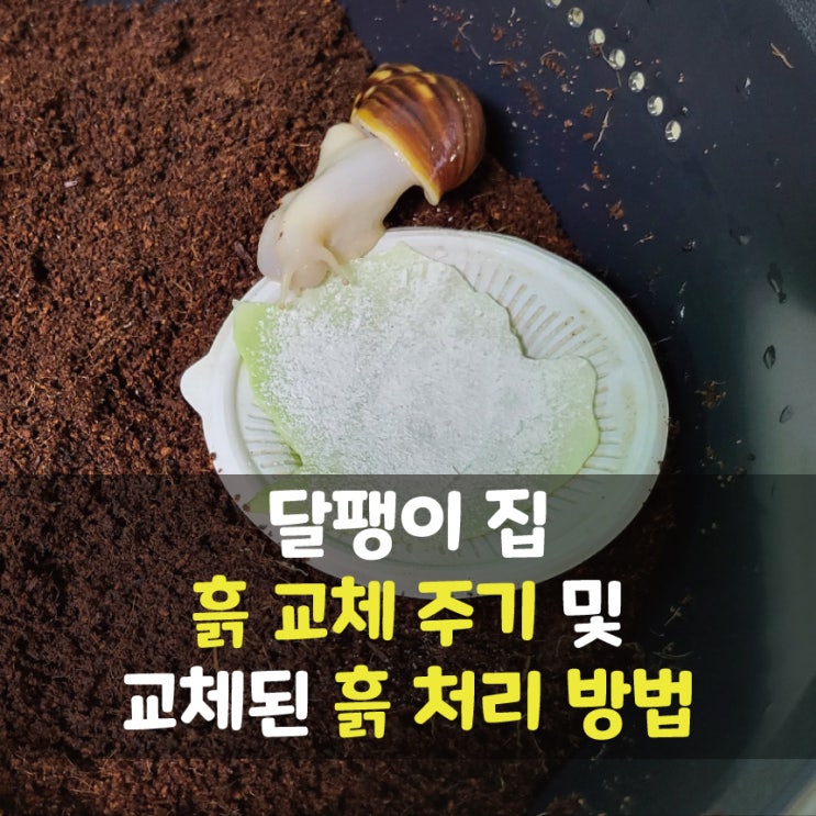 달팽이 흙교체 주기 및 교체한 흙 처리 방법/ 달팽이 흙갈이 해주었어요.