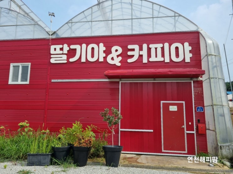  딸기야커피야 호랑이배꼽마을 체험농장