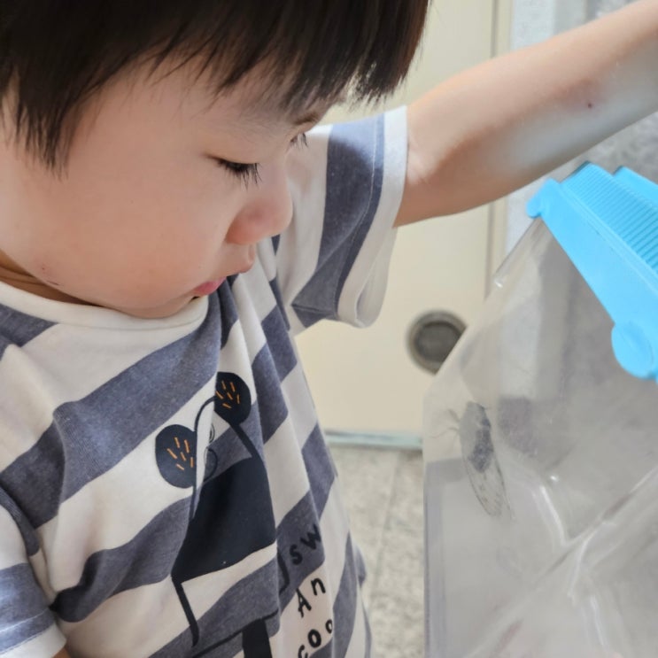 육아일기 밤산책 아이와 여름 곤충채집 매미