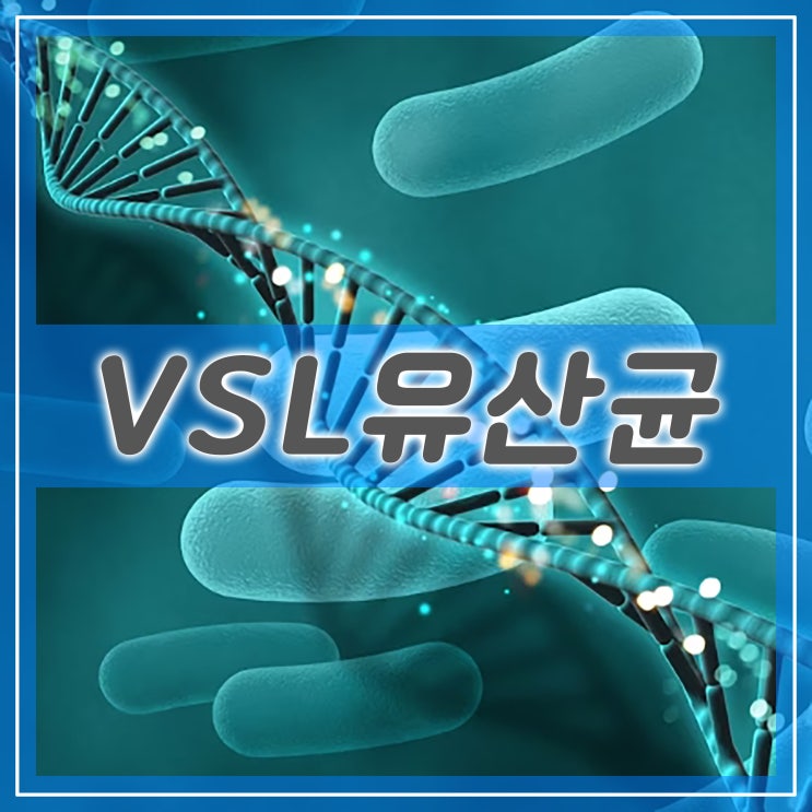  VSL 유산균, 장 건강을 위한 유용한 프로바이오틱스