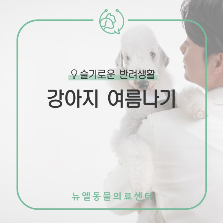  [화성/동탄역 동물병원] 여름철 강아지 더위주의! (헥헥거림, 침흘림, 더위, 열사병, 피부병, 화상 주의하세요~)