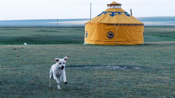 Q&A - 강아지 동반 몽골 여행